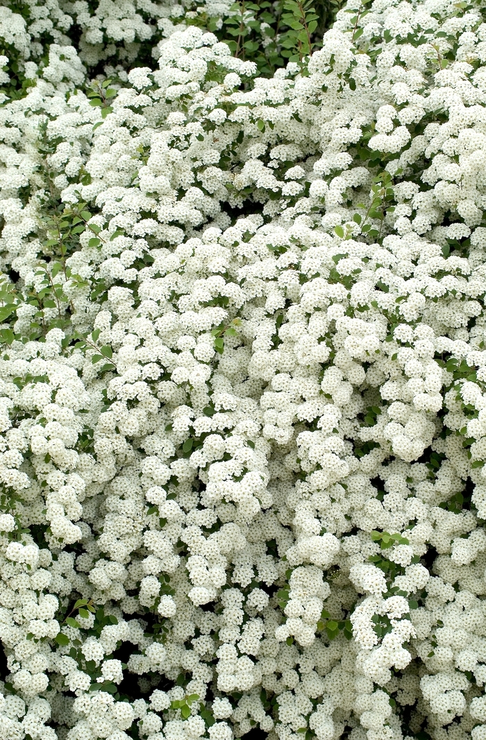 Snowmound Spirea - Spiraea nipponica x 'Snowmound' from R&D Wholesale Nursery