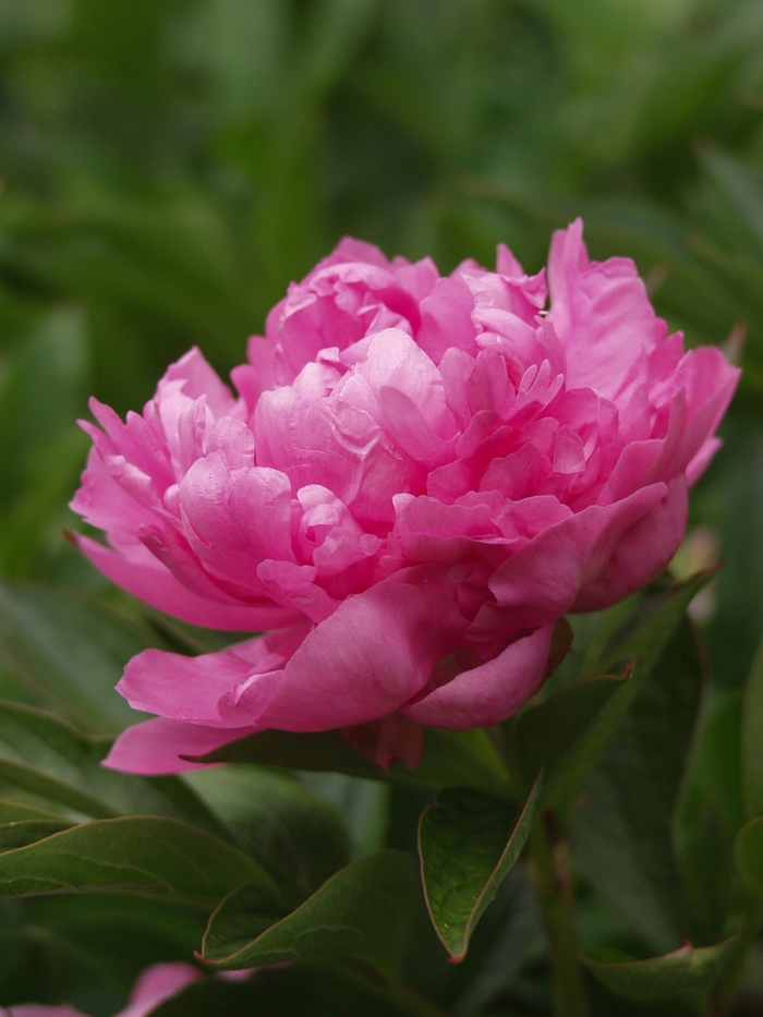 'Edulis Superba' Peony - Paeonia lactiflora from R&D Wholesale Nursery