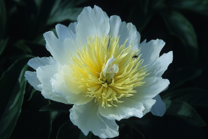 'Honey Gold' Peony - Paeonia lactiflora from R&D Wholesale Nursery