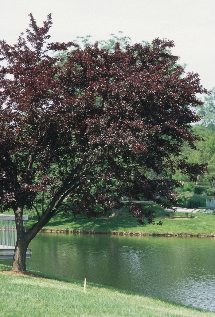 Newport Purple Leaf Plum - Prunus cerasifera 'Newport' from R&D Wholesale Nursery