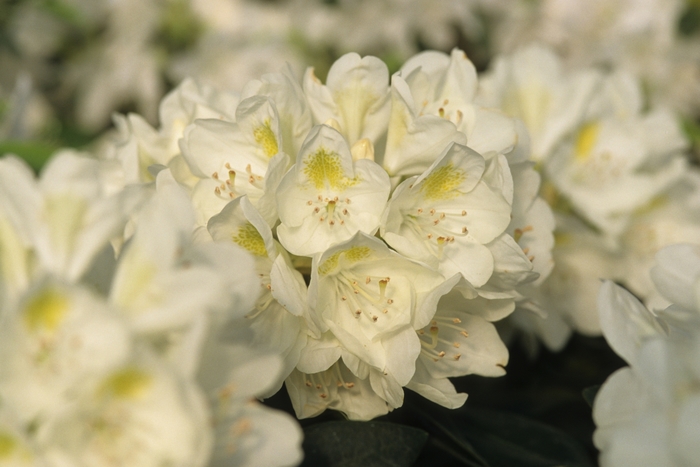 'Chionoides' - Rhododendron from R&D Wholesale Nursery