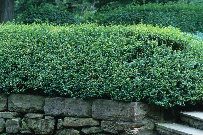 Alpine Currant - Ribes alpinum from R&D Wholesale Nursery