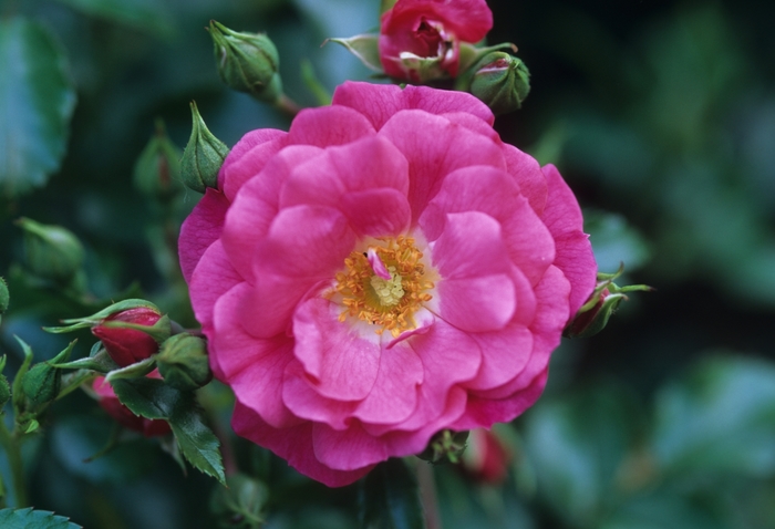 Pink Flower Carpet Rose - Rosa 'Flower Carpet Pink' from R&D Wholesale Nursery