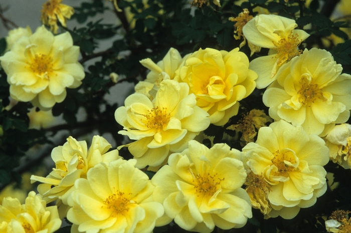 Harrison's Yellow Rose - Rosa 'Harrison's Yellow' from R&D Wholesale Nursery