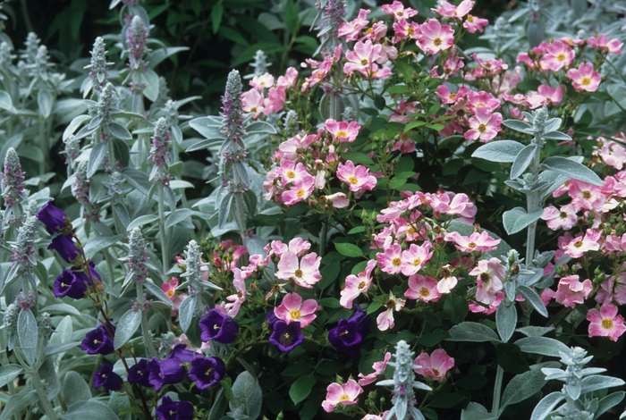 Nearly Wild Pink Rose - Rosa 'Nearly Wild' from R&D Wholesale Nursery