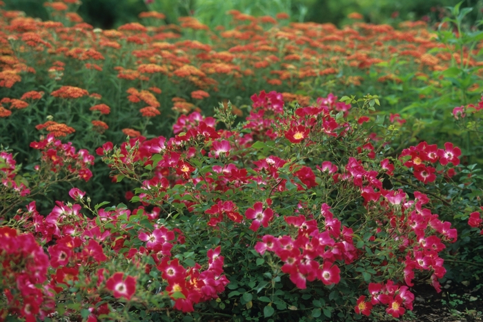 Red Meidiland® Rose - Rosa from R&D Wholesale Nursery