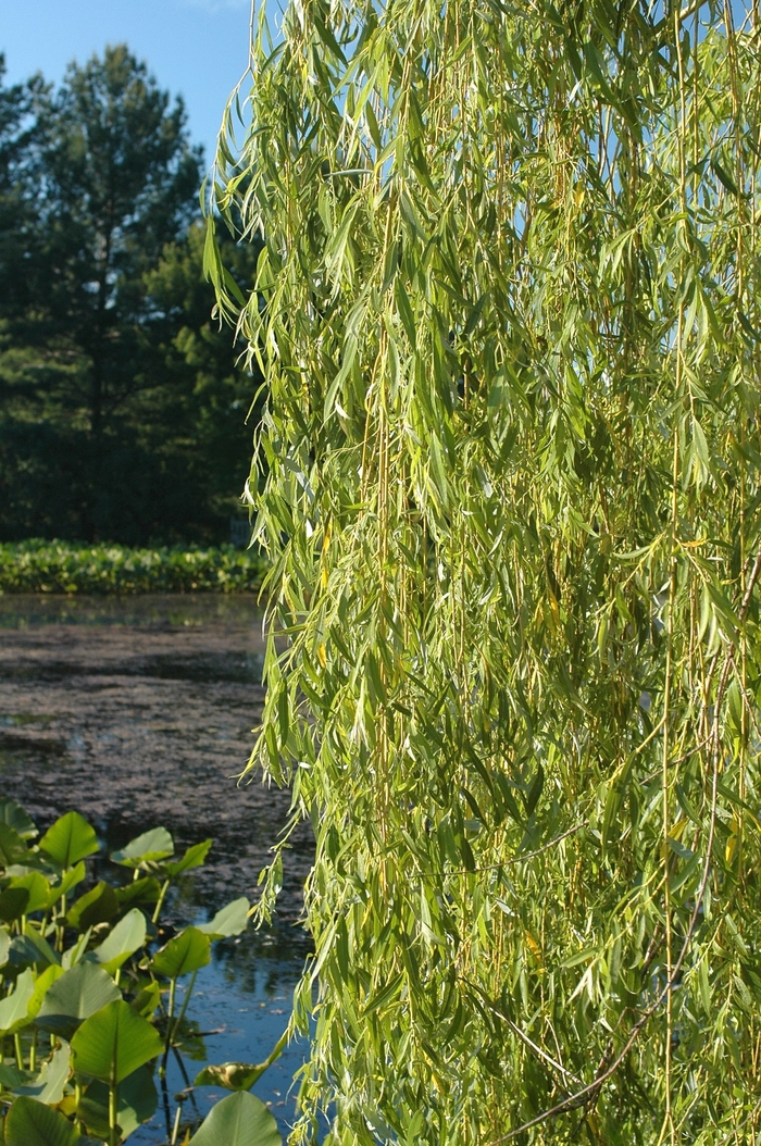 Golden Weeping Willow - Salix alba 'Tristis' from R&D Wholesale Nursery
