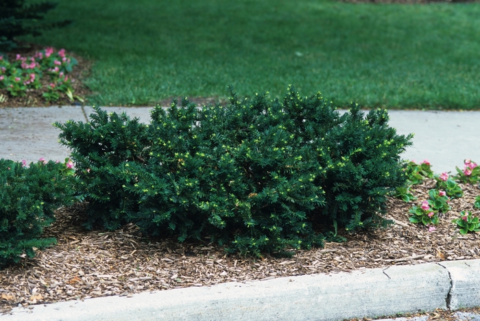 'Everlow' Spreading Yew - Taxus x media from R&D Wholesale Nursery