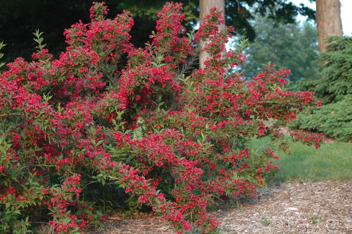 Red Prince Weigela - Weigela florida 'Red Prince' from R&D Wholesale Nursery