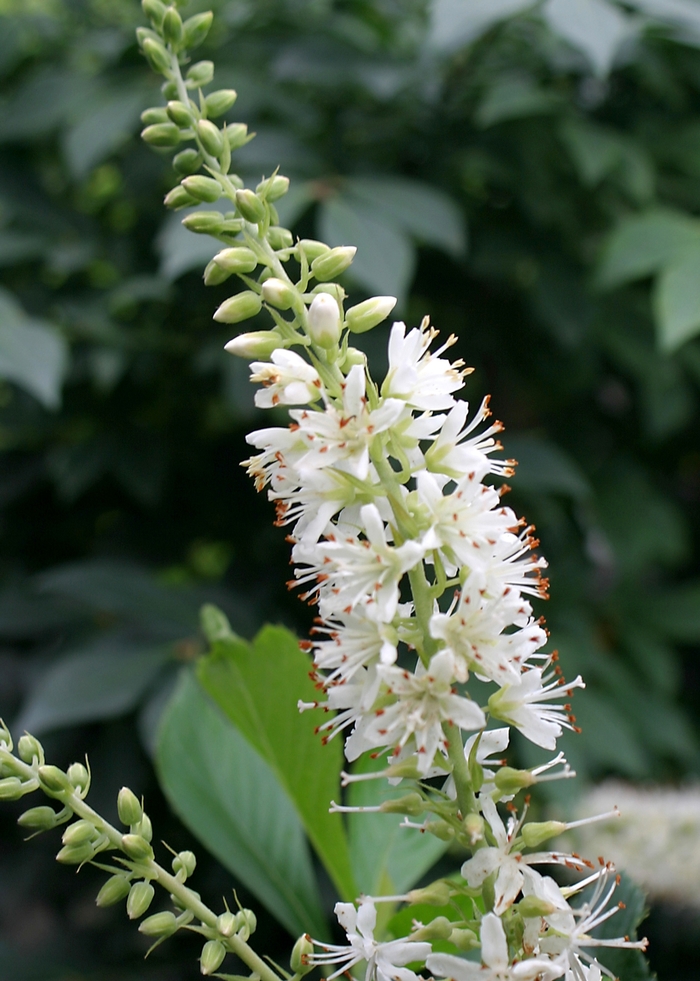 'Sugartina&reg;' Summersweet - Clethra alnifolia from R&D Wholesale Nursery