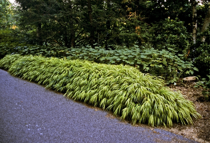 'Aureola' Hakon grass - Hakonechloa macra from R&D Wholesale Nursery