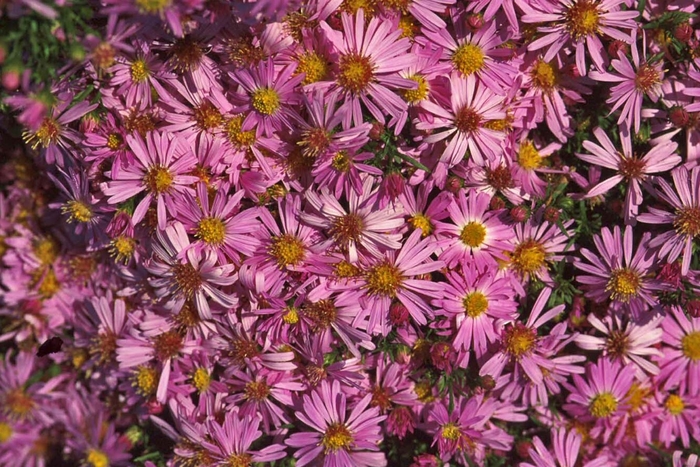 Aster - Aster novi-belgii 'Wood's Pink' from R&D Wholesale Nursery
