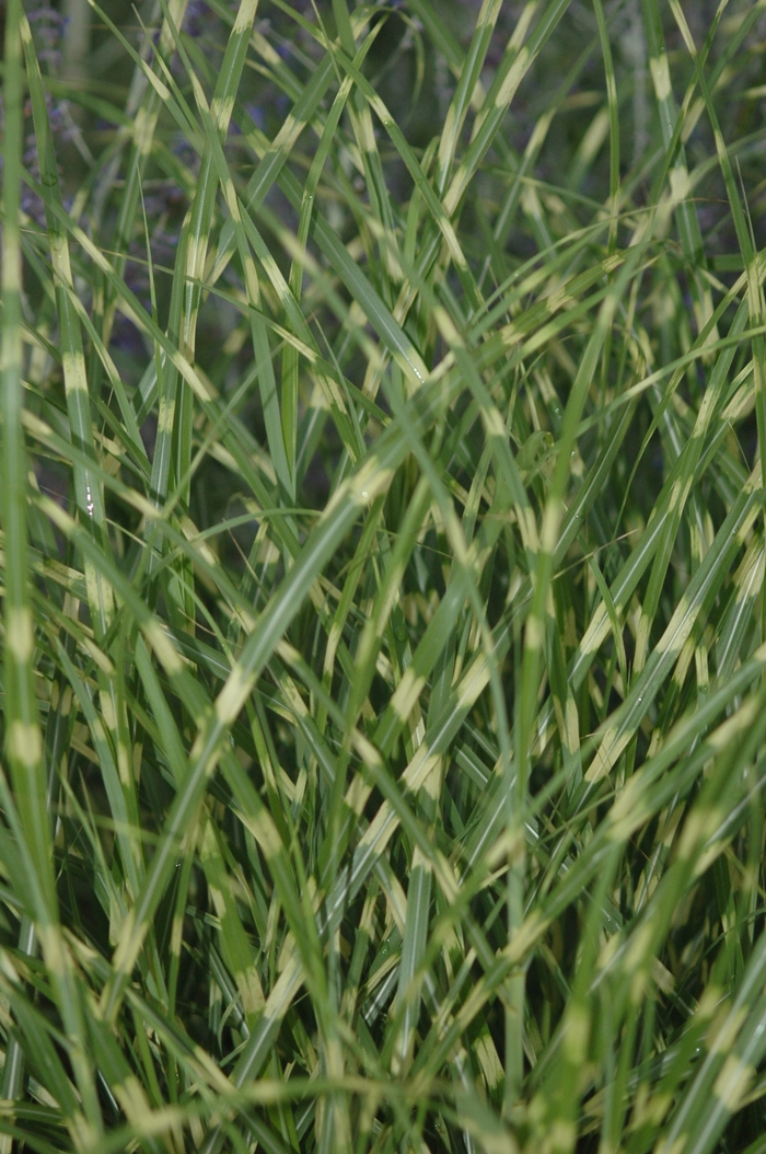 Little Zebra Maiden Grass - Miscanthus sinensis 'Little Zebra' from R&D Wholesale Nursery