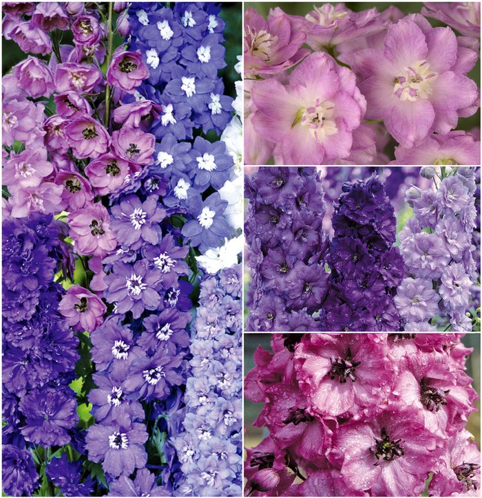 Assorted Delphinium - Delphinium from R&D Wholesale Nursery