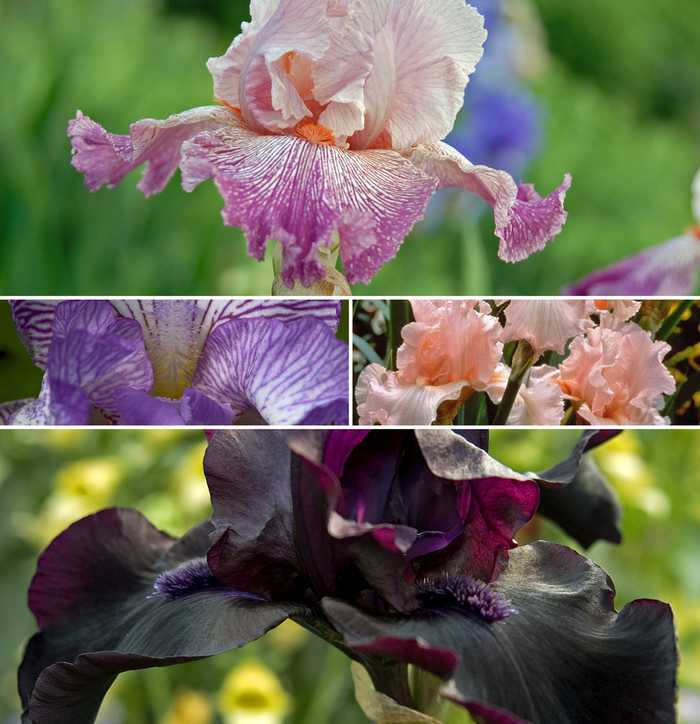 Assorted Bearded Iris - Iris germanica from R&D Wholesale Nursery