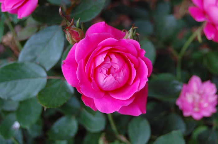 Pink Double Knock Out® Rose - Rosa 'Radtkopink' PP18507, CPBR 3757 from R&D Wholesale Nursery