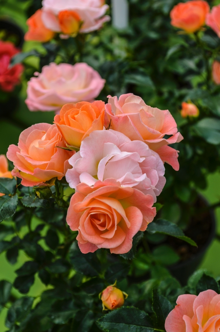 Peach Drift® Rose - Rosa from R&D Wholesale Nursery