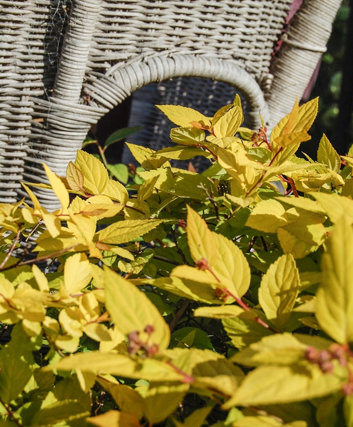 Limemound Spirea - Spiraea japonica 'Limemound' from R&D Wholesale Nursery
