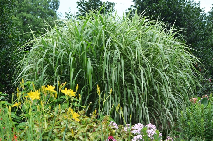 Cosmopolitan Maiden Grass - Miscanthus sinensis from R&D Wholesale Nursery