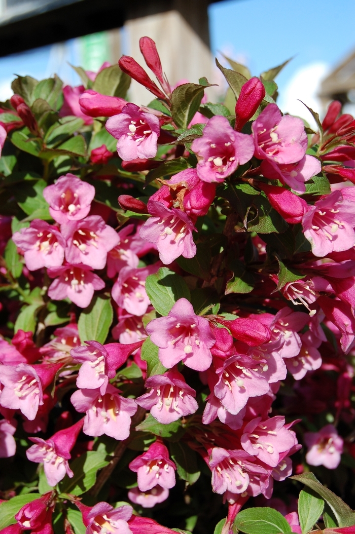 Minuet Weigela - Weigela florida 'Minuet' from R&D Wholesale Nursery