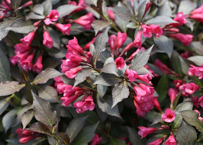 Weigela - Weigela florida 'Spilled Wine' from R&D Wholesale Nursery