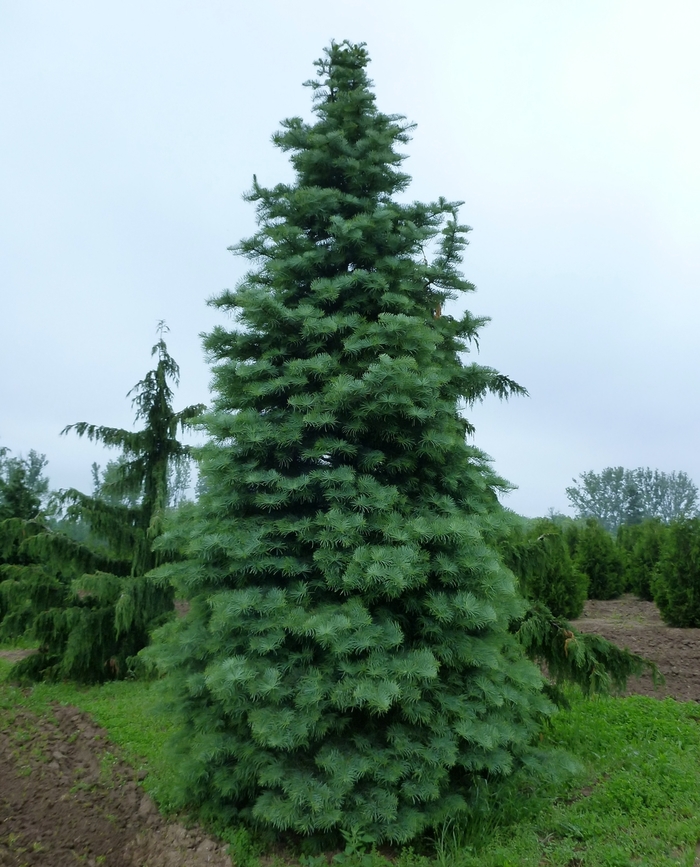 Concolor Fir - Abies concolor from R&D Wholesale Nursery