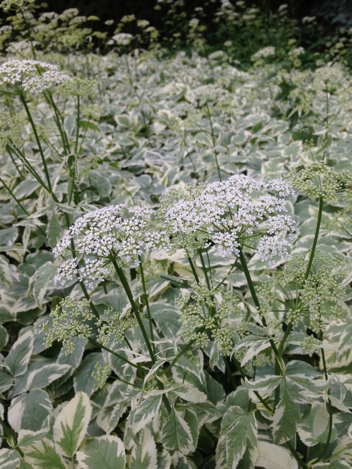 'Variegatum' Snow on the Mountain - Aegopodium podagraria from R&D Wholesale Nursery