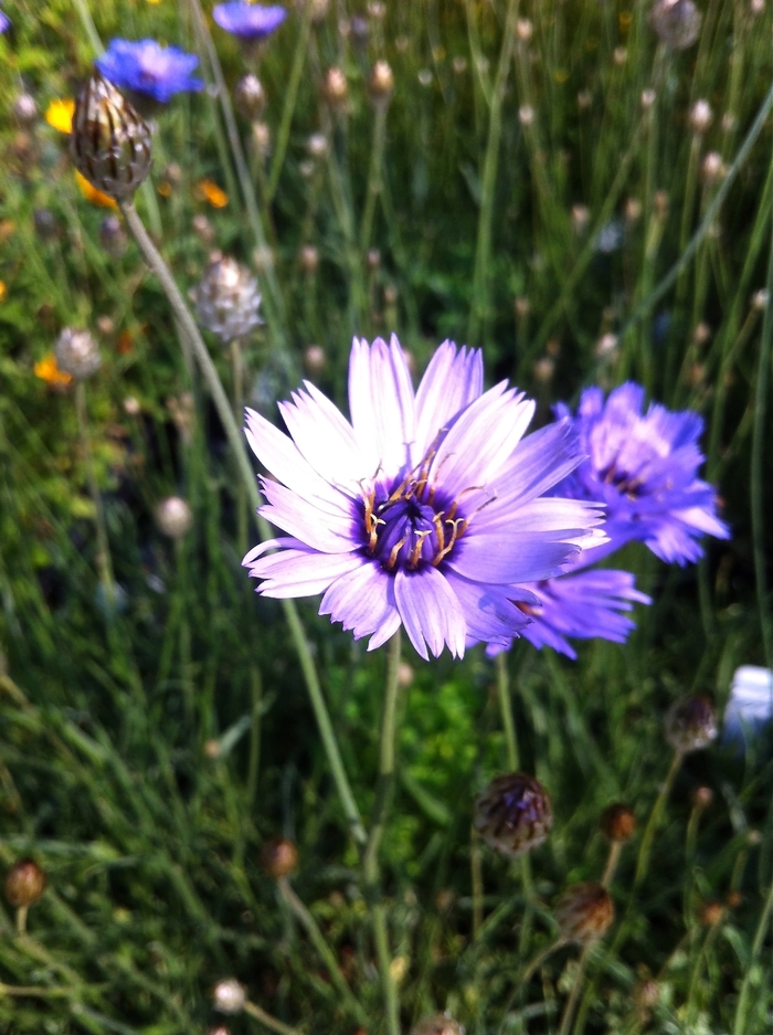 Cupid's Dart - Catananche caerulea from R&D Wholesale Nursery