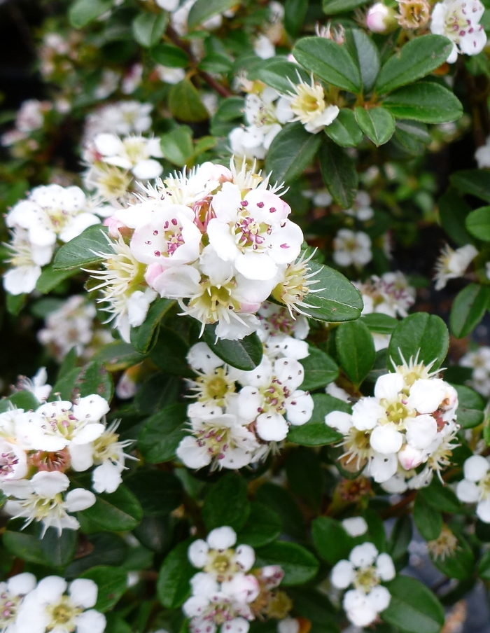 'Coral Beauty' - Cotoneaster dammeri from R&D Wholesale Nursery