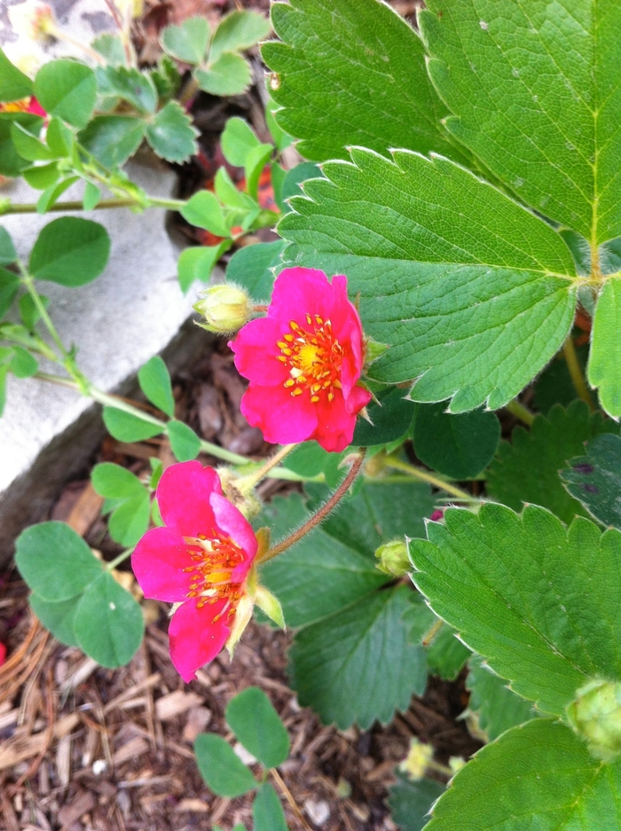 'Lipstick' Ornamental Strawberry - Fragaria from R&D Wholesale Nursery