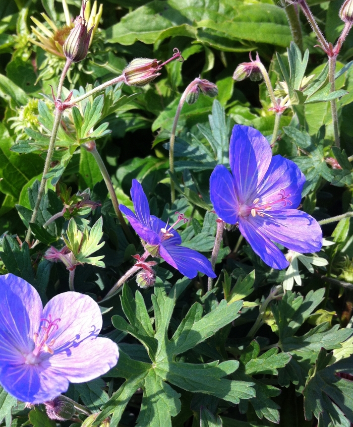 Cranesbill - Geranium 'Johnson's Blue' from R&D Wholesale Nursery