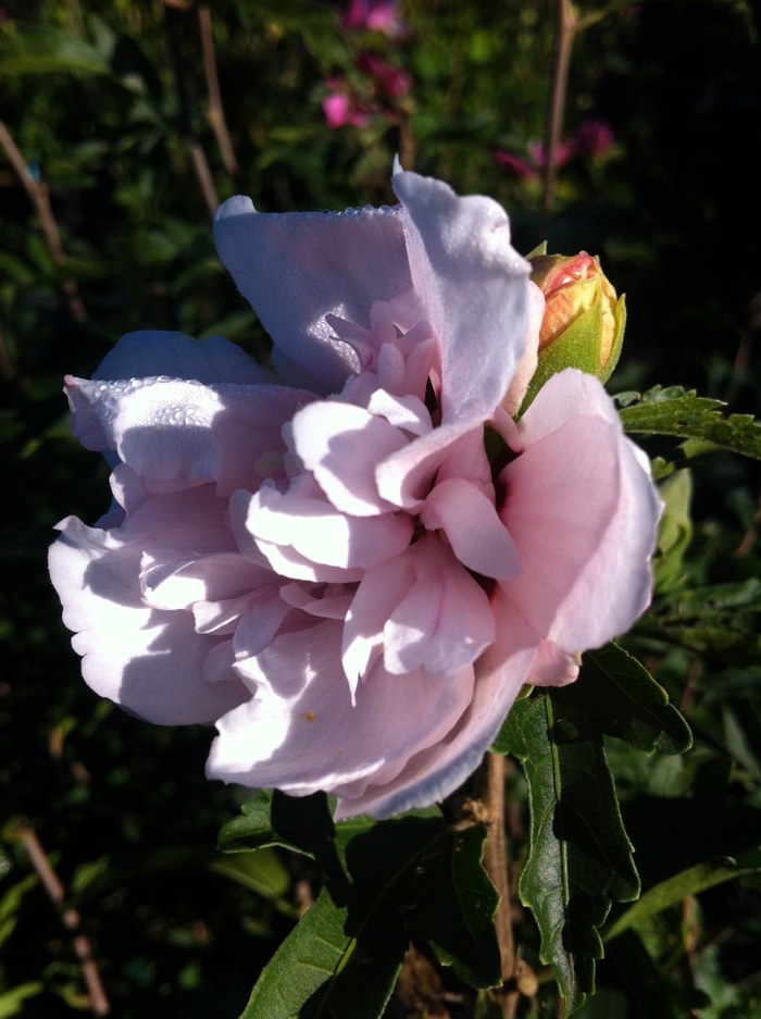 'Blushing Bride' Rose of Sharon - Hibiscus syriacus from R&D Wholesale Nursery