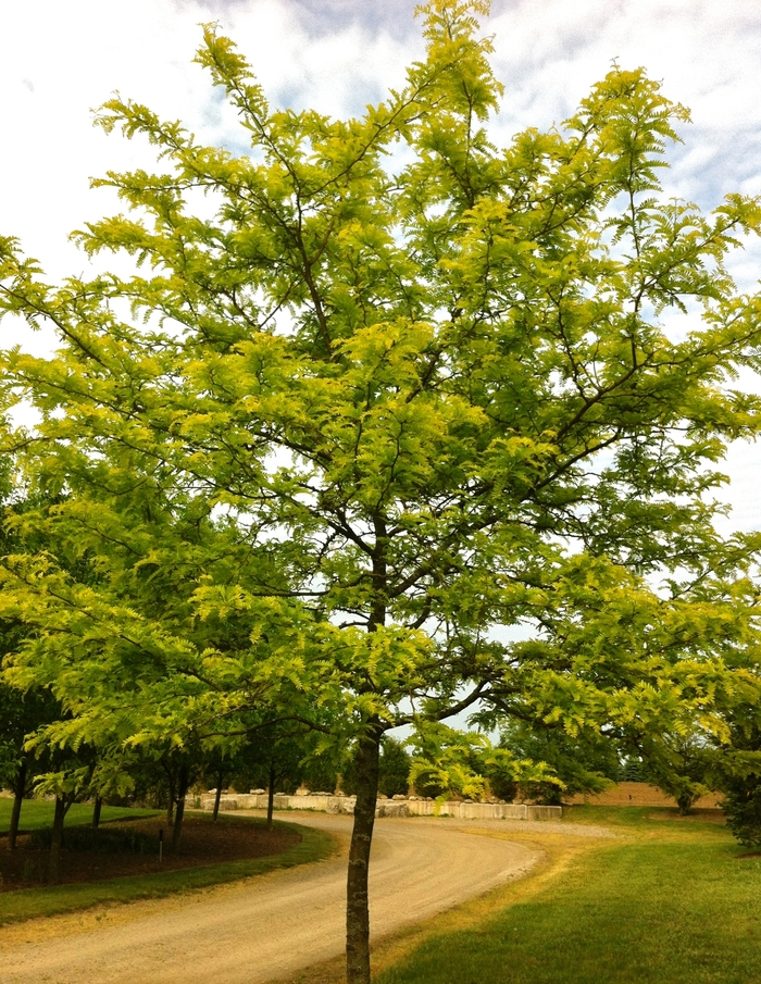 Sunburst® Honeylocust - Gleditsia triacanthos var. inermis 'Suncole' from R&D Wholesale Nursery
