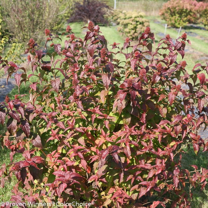 Kodiak® 'Black' - Diervilla rivularis (Bush Honeysuckle) from R&D Wholesale Nursery