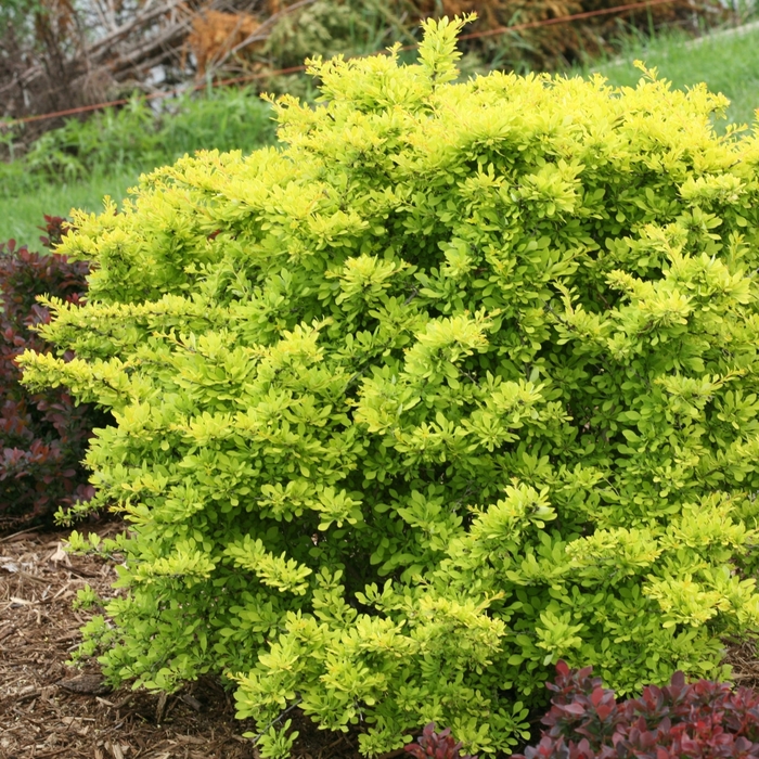 Sunjoy Citrus Barberry - Berberis thunbergii 'Citrus' from R&D Wholesale Nursery