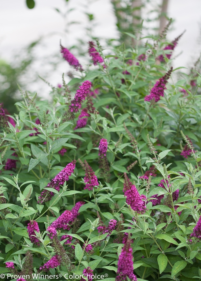 'Miss Molly' Butterfly Bush - Buddleia from R&D Wholesale Nursery