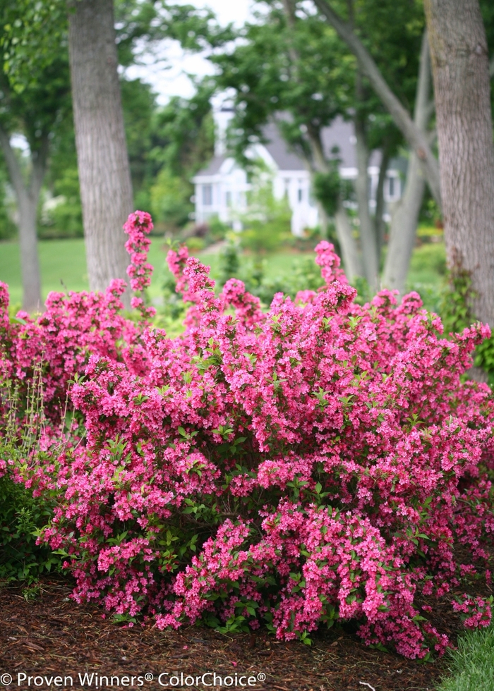 Sonic Bloom® Pink - Weigela florida 'Bokrasopin' PP 24,572, Can 4,597 (Reblooming Weigela) from R&D Wholesale Nursery