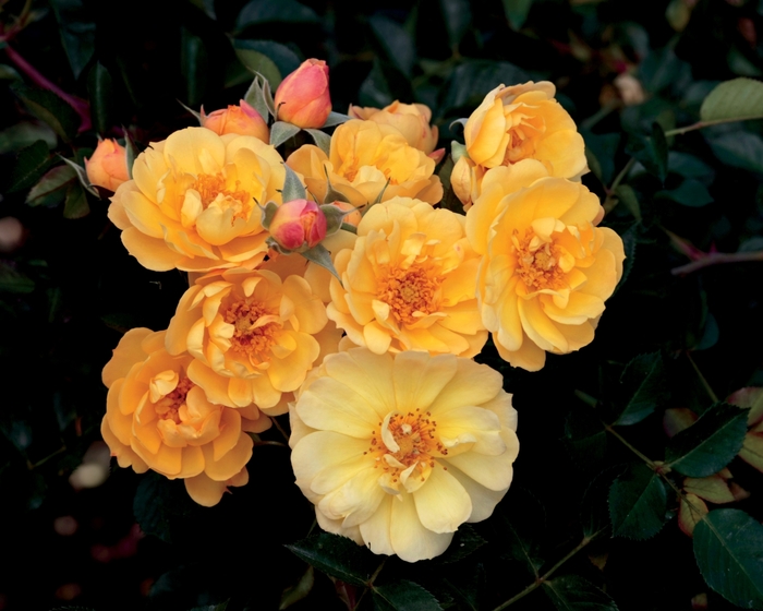 'Sunshine Happy Trails&trade;' Ground Cover Rose - Rosa from R&D Wholesale Nursery