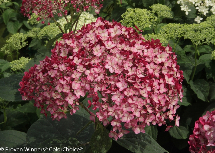 Invincibelle&reg; 'Ruby' - Hydrangea arborescens (Smooth Hydrangea) from R&D Wholesale Nursery