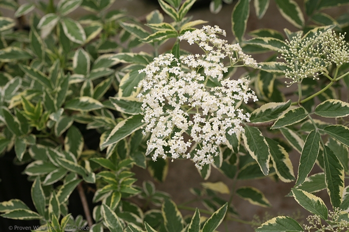 Instant Karma® - Sambucus nigra from R&D Wholesale Nursery