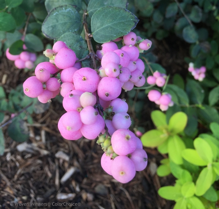 'Proud Berry®' Coral Berry - Symphoricarpos from R&D Wholesale Nursery