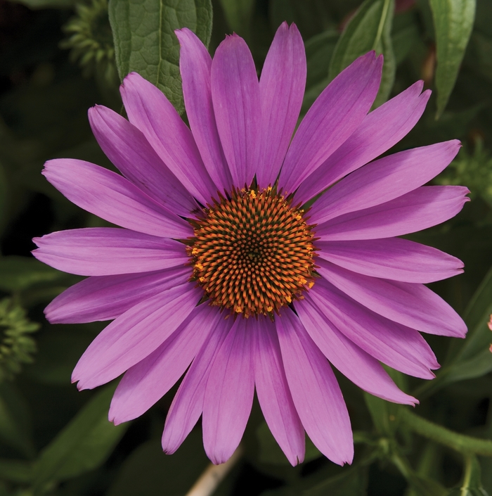Prairie Splendor&trade; 'Rose Compact' - Echinacea purpurea (Coneflower) from R&D Wholesale Nursery