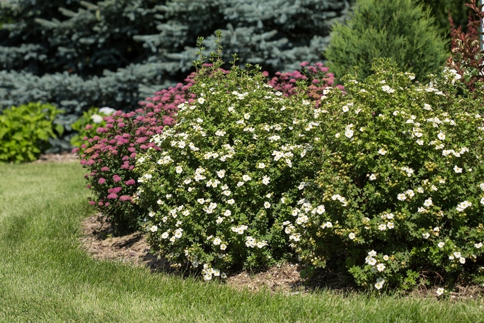 Creme Brule&trade; - Potentilla fruticosa from R&D Wholesale Nursery