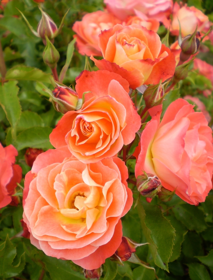 Easy Elegance® 'Coral Cove' - Rosa (Rose) from R&D Wholesale Nursery