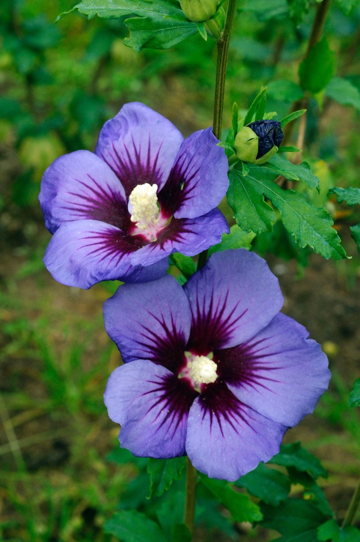 First Editions® 'Hawaii™' - Hibiscus syriacus from R&D Wholesale Nursery