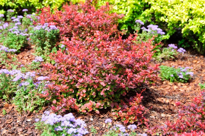 Royal Burgundy® Barberry - Berberis thunbergii from R&D Wholesale Nursery