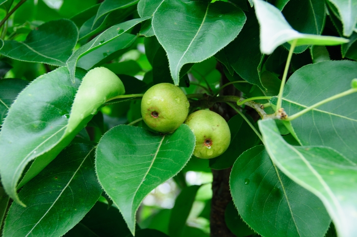 Bartlett Pear - Pyrus cummunis 'Bartlett from R&D Wholesale Nursery