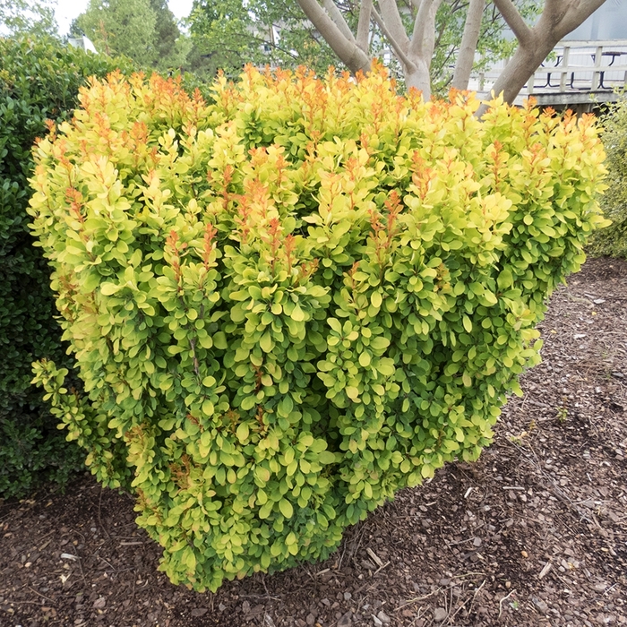 Golden Rocket Barberry - Berberis thunbergii from R&D Wholesale Nursery