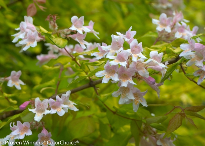 Dream Catcher® - Kolkwitzia amabilis from R&D Wholesale Nursery