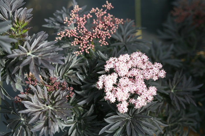Laced Up® - Sambucus nigra from R&D Wholesale Nursery